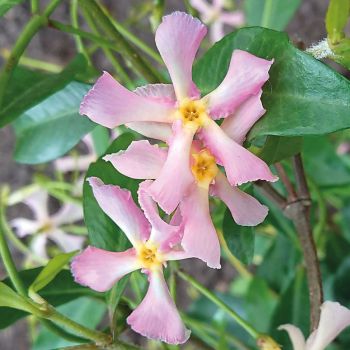 Trachelospermum jasminoides 'Pink Air' - C2 L - 70 cm