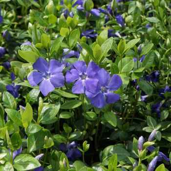 Vinca minor 'Bowles Variety' - P9