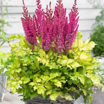 Astilbe 'You and Me Always' ® - P13 - 