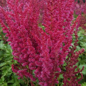 Astilbe 'You and Me Forever' ® - P15 - 