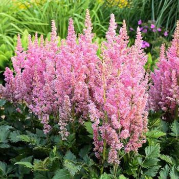 Astilbe chinensis 'Little Vision in Pink' ® - P15 - 30/40 cm