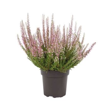 Calluna mix - P11 - 10/20 cm