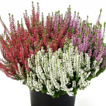 Calluna mix - P12