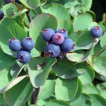 Amelanchier 'Saskatoon Berry' - C7.5L - 60 cm