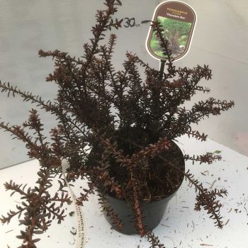 Podocarpus Chocolate Box - C2 L - 10/15 cm