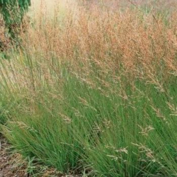 Molinia 'Caerulea Moorhexe' - P12 - 80/100 cm