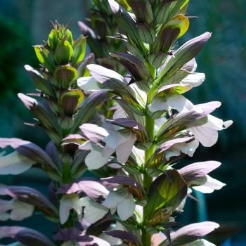 Acanthus 'Morning's Candle' ® - C2 L - 20/40 cm