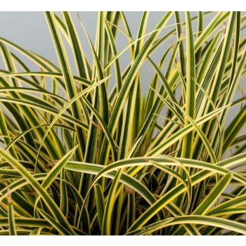 Carex morrowii 'Vanilla Ice' - C2L