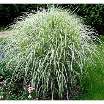 Miscanthus sinensis 'Variegatus'