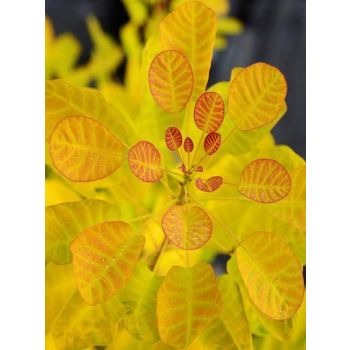 cotinus Coggygria 'Golden Lady' - C2L