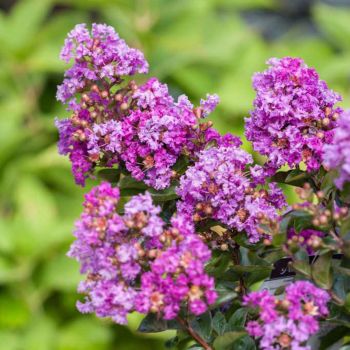 Lagerstroemia indica 'Purple Magic' - C2L - 20/40 cm