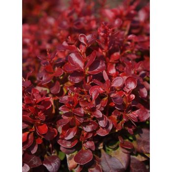 Berberis thunbergii 'Red Compact' - C2L - 20/30 cm