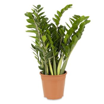 Zamioculcas zamiifolia - saksija 35 cm / visina 110 cm