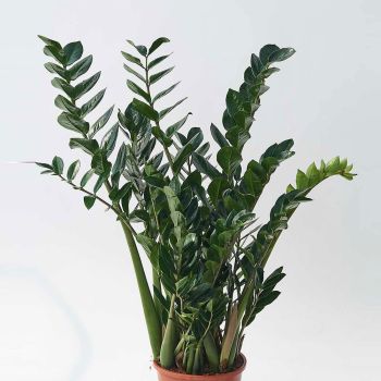 Zamioculcas zamiifolia - saksija 37 cm / visina 115 cm