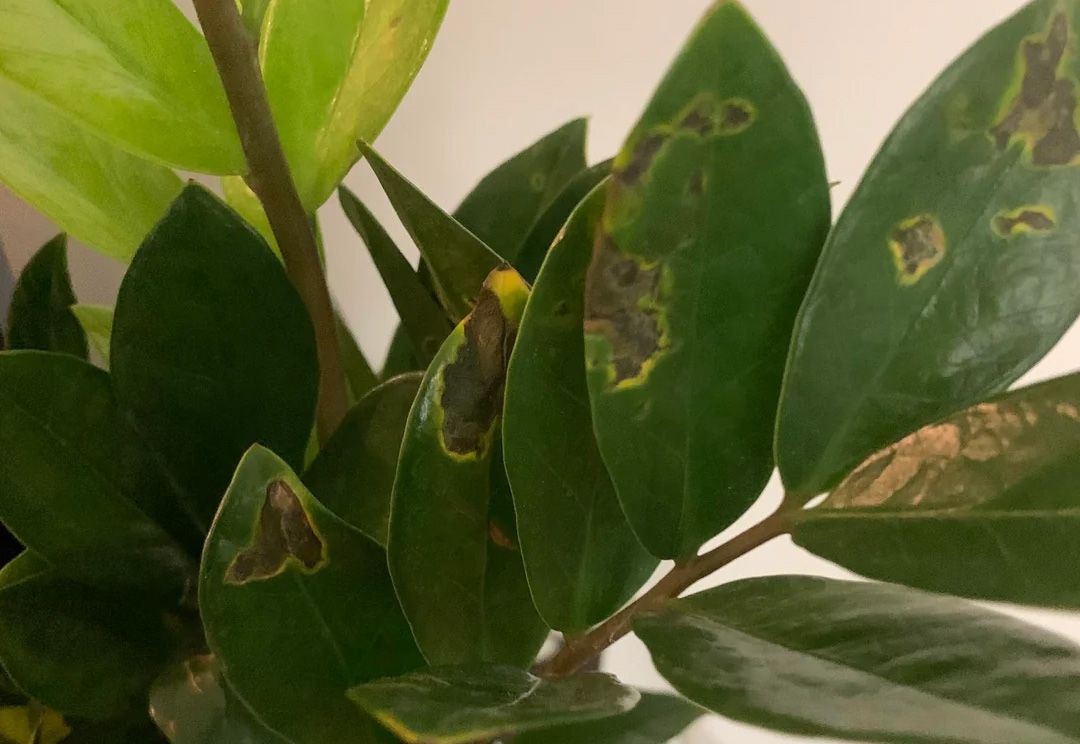 Opekotine od sunca na listu zamije — blede mrlje na gornjoj površini