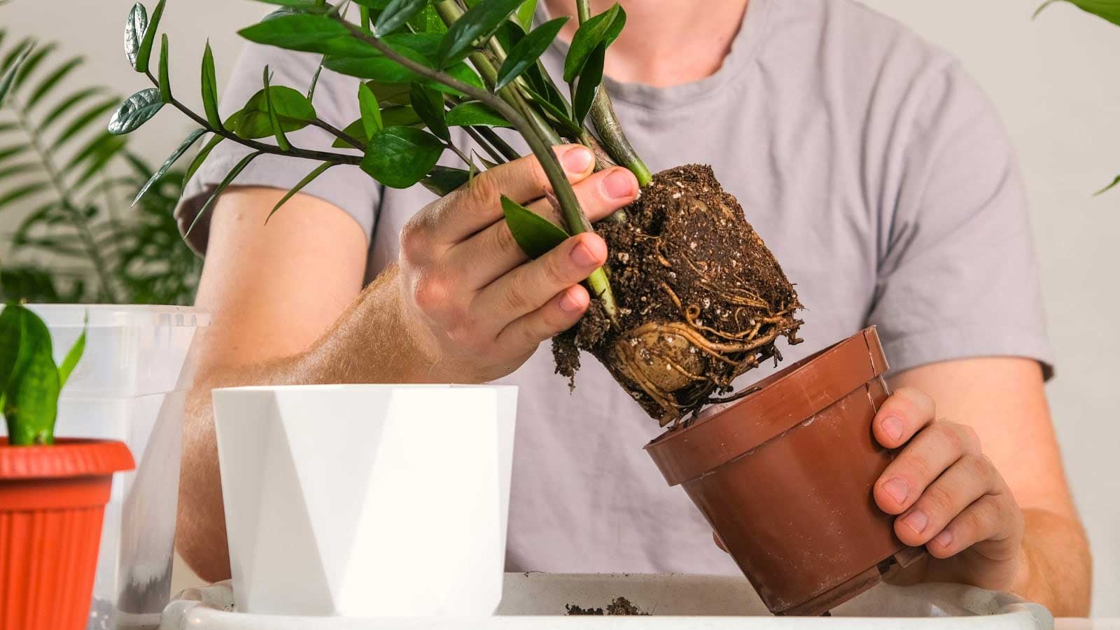 Presađivanje zamije u novu saksiju sa drenažom