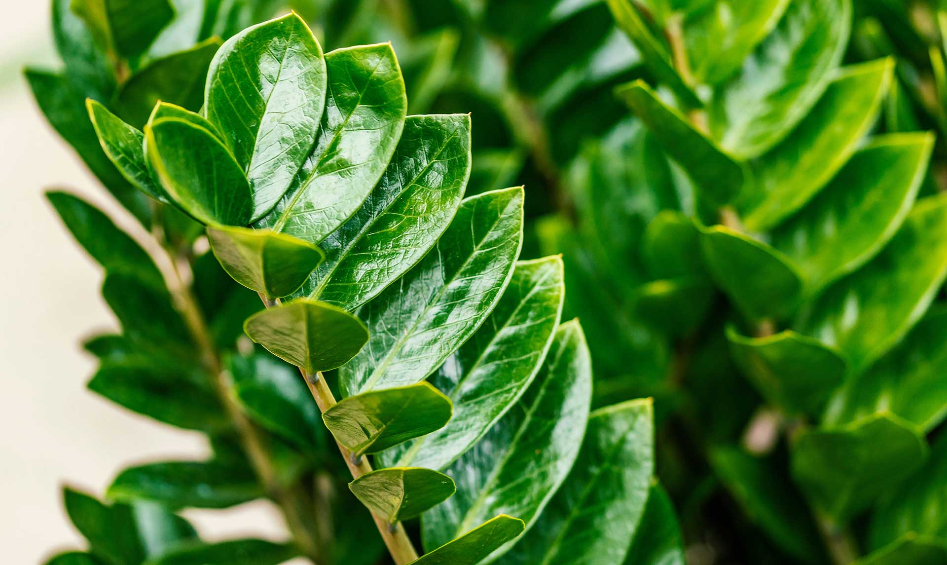 Zdrava zamija sa sjajnim tamnozelenim listovima